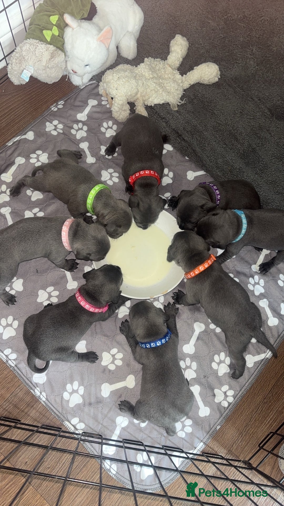 Staffordshire Bull Terrier dogs for sale: 💥READY TO LEAVE NOW 💥 PURE BLUE STAFFS PUPS🩵 in Barnsley - Image 12
