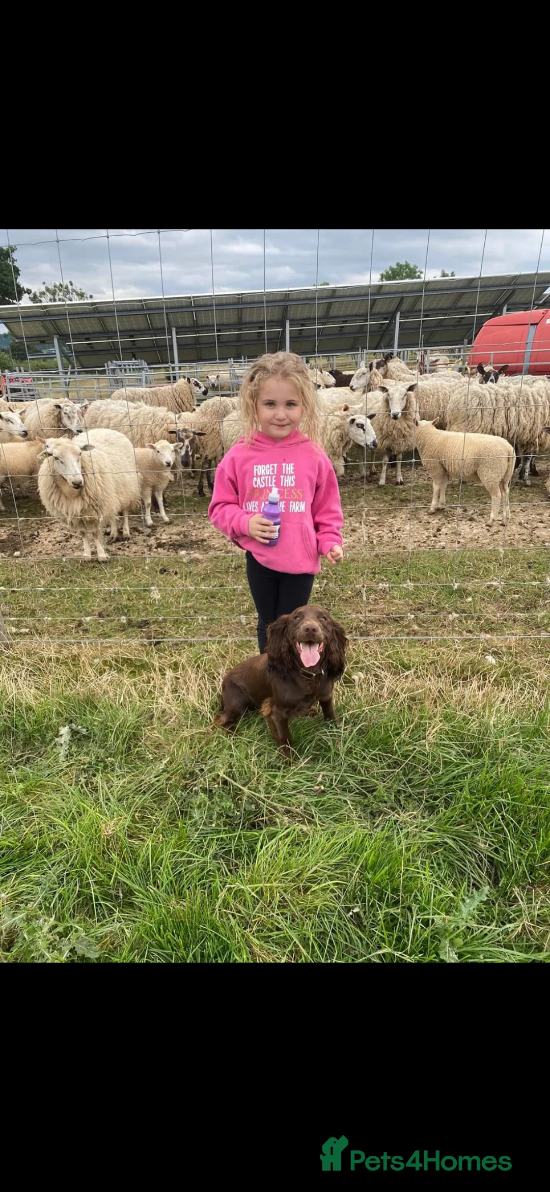 Cocker Spaniel dogs for stud: Working Cocker Stud - Advert 9