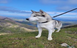 Siberian Husky dogs for stud: Siberian Husky (Bim) for stud. - Image 4