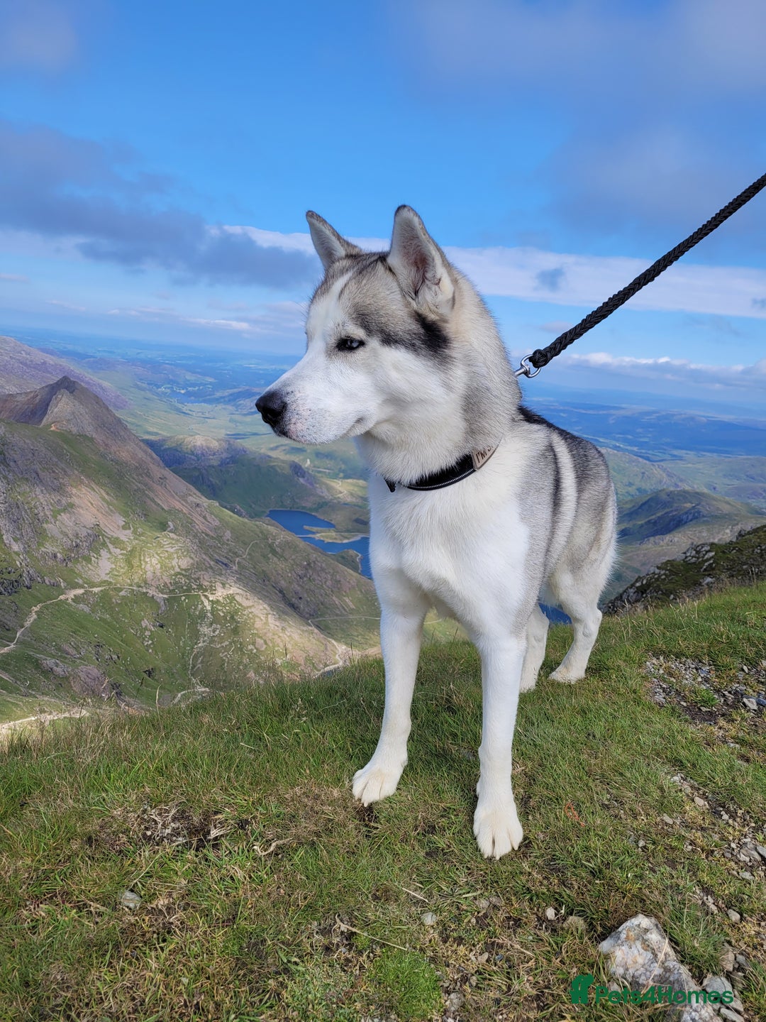 Siberian Husky dogs for stud: Siberian Husky (Bim) for stud. - Image 4