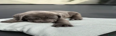 Cane Corso 2