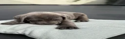 Cane Corso dogs for sale: CANE CORSO PUPPIES CHAMPION BLOODLINE PEDIGREE  - Advert 7