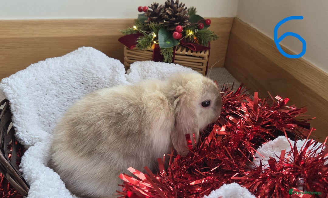Mini Lop rabbits for sale: Beautiful Baby Purebred Mini Lops - Ready 15th Dec - Advert 12
