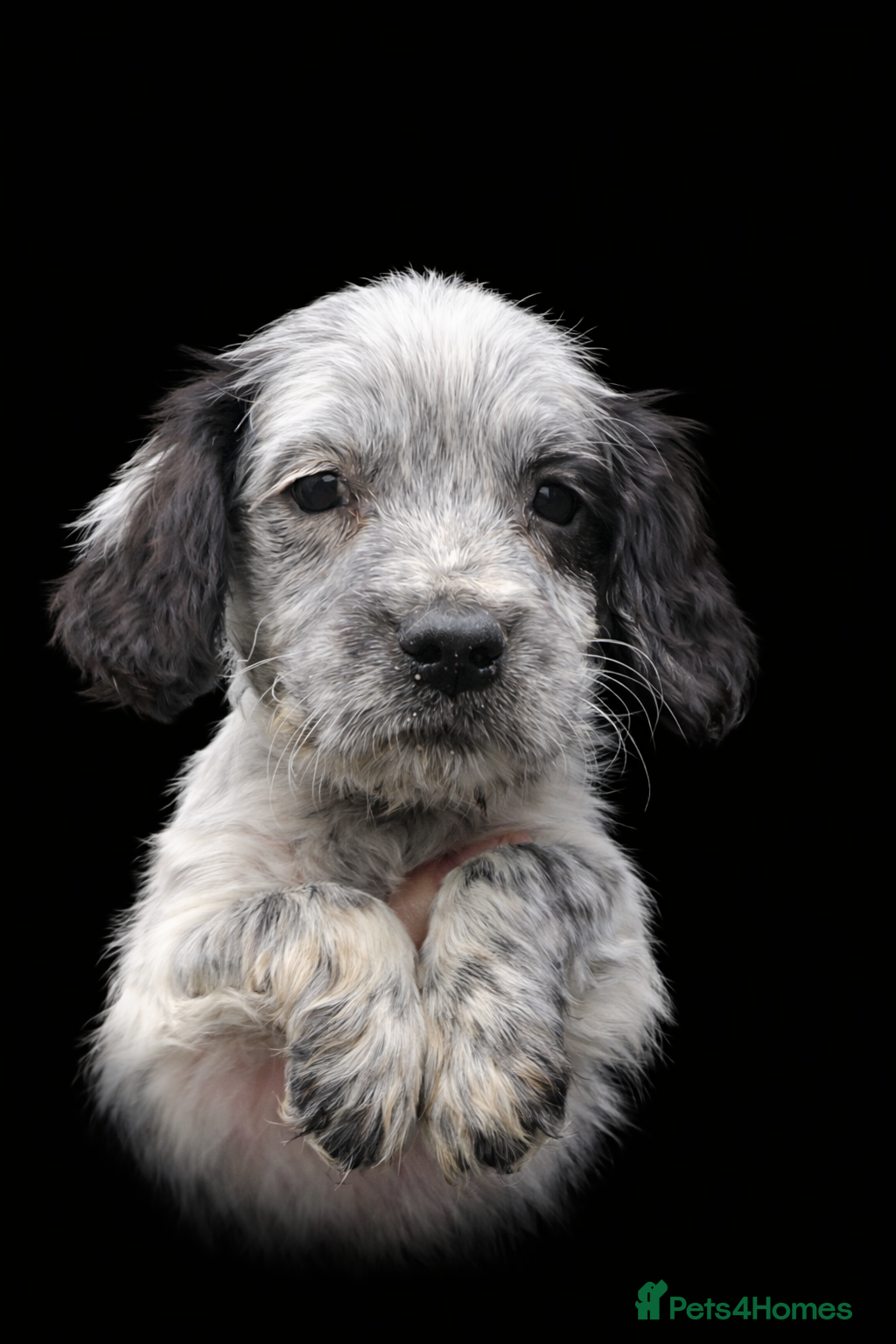 Cocker Spaniel dogs Cocker Spaniel pups  - Advert 1