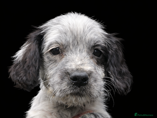 Cocker Spaniel dogs Cocker Spaniel pups - Advert 1