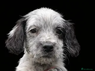 Cocker Spaniel dogs Cocker Spaniel pups - Advert 5