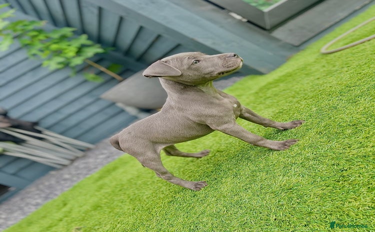 Staffordshire Bull Terrier dogs - Advert 4