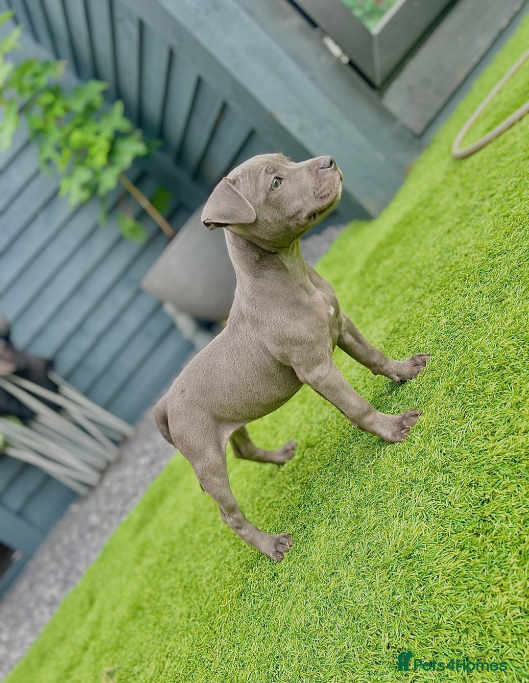 Staffordshire Bull Terrier dogs for sale: Blue StaffordshireBull Terrier Champion Pup - Image 1