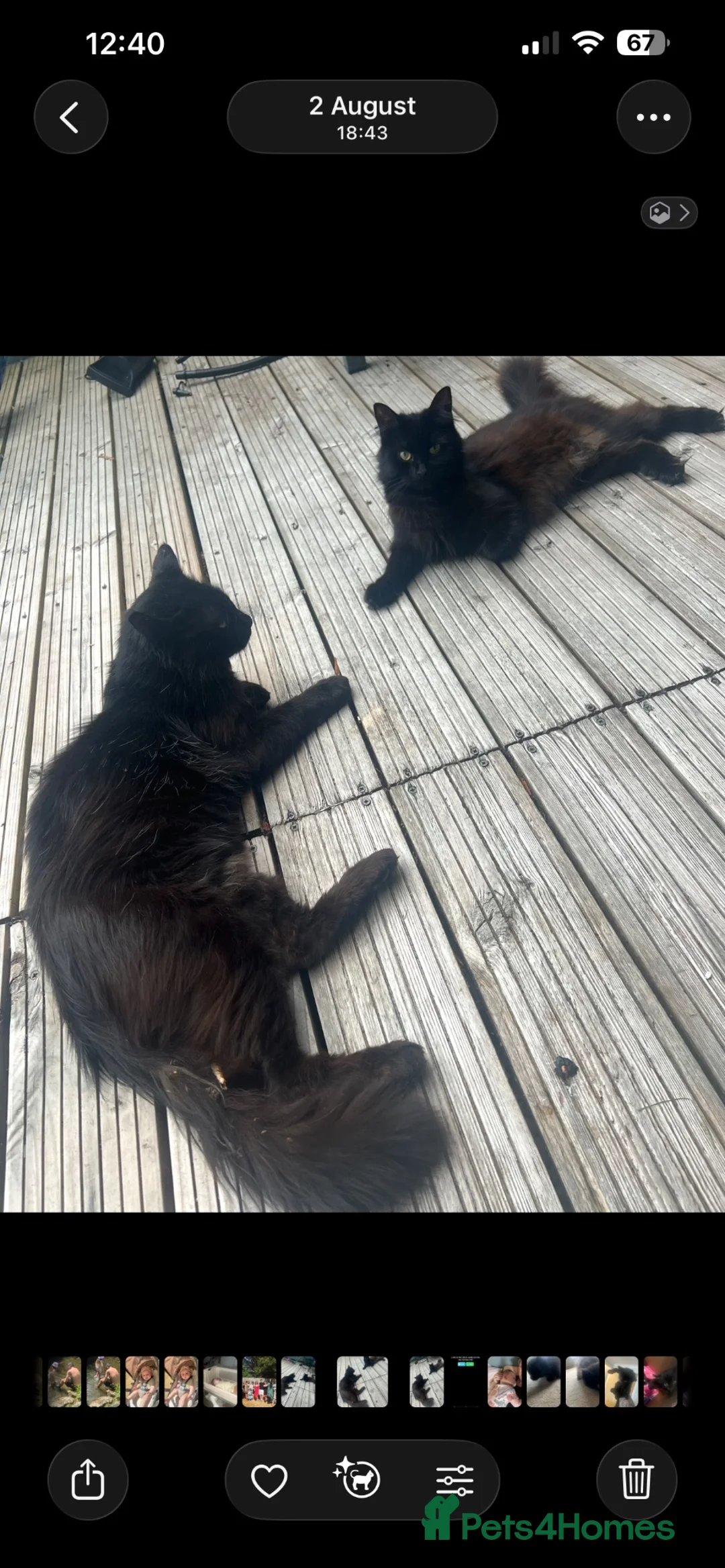 Mixed Breed cats for sale: Beautiful litter of Black fluffy kittens  in Wincanton - Advert 2