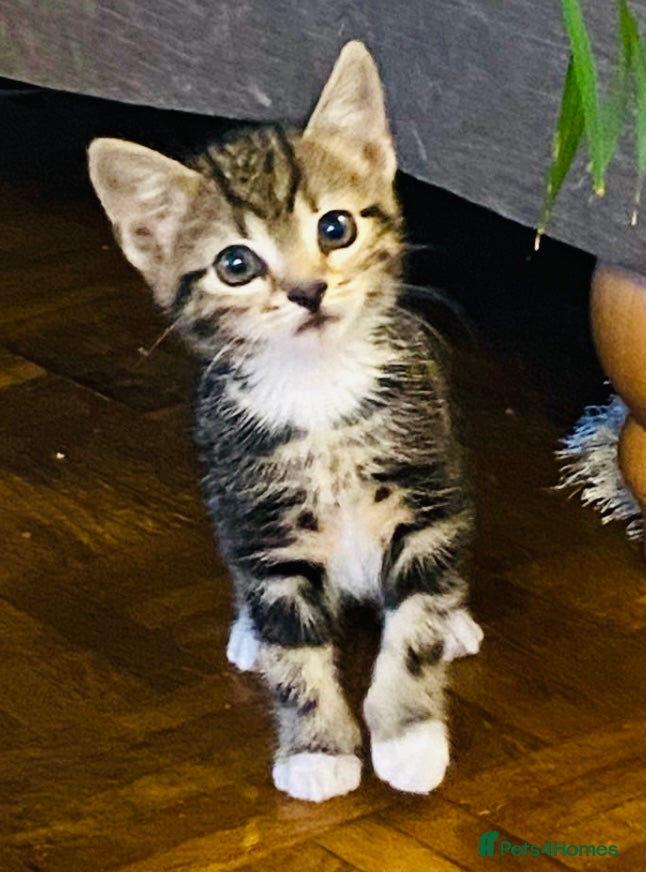 Mixed Breed cats Stunning Ragdoll x Bengal kittens ready now  - Advert 2