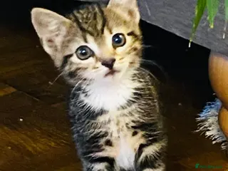 Mixed Breed cats Stunning Ragdoll x Bengal kittens ready now - Advert 2