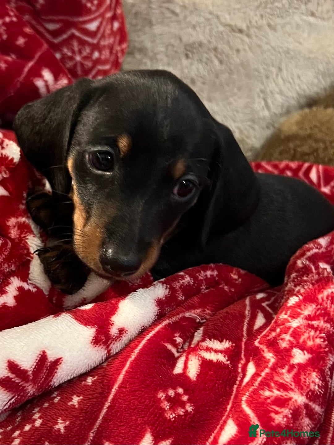 Dachshund dogs for sale: Beautiful daschund’s for sale  - Advert 23