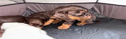 Cocker Spaniel dogs for sale: 🐶💫Traditional Working Cocker pups🐶💫 in Middlewich - Advert 3