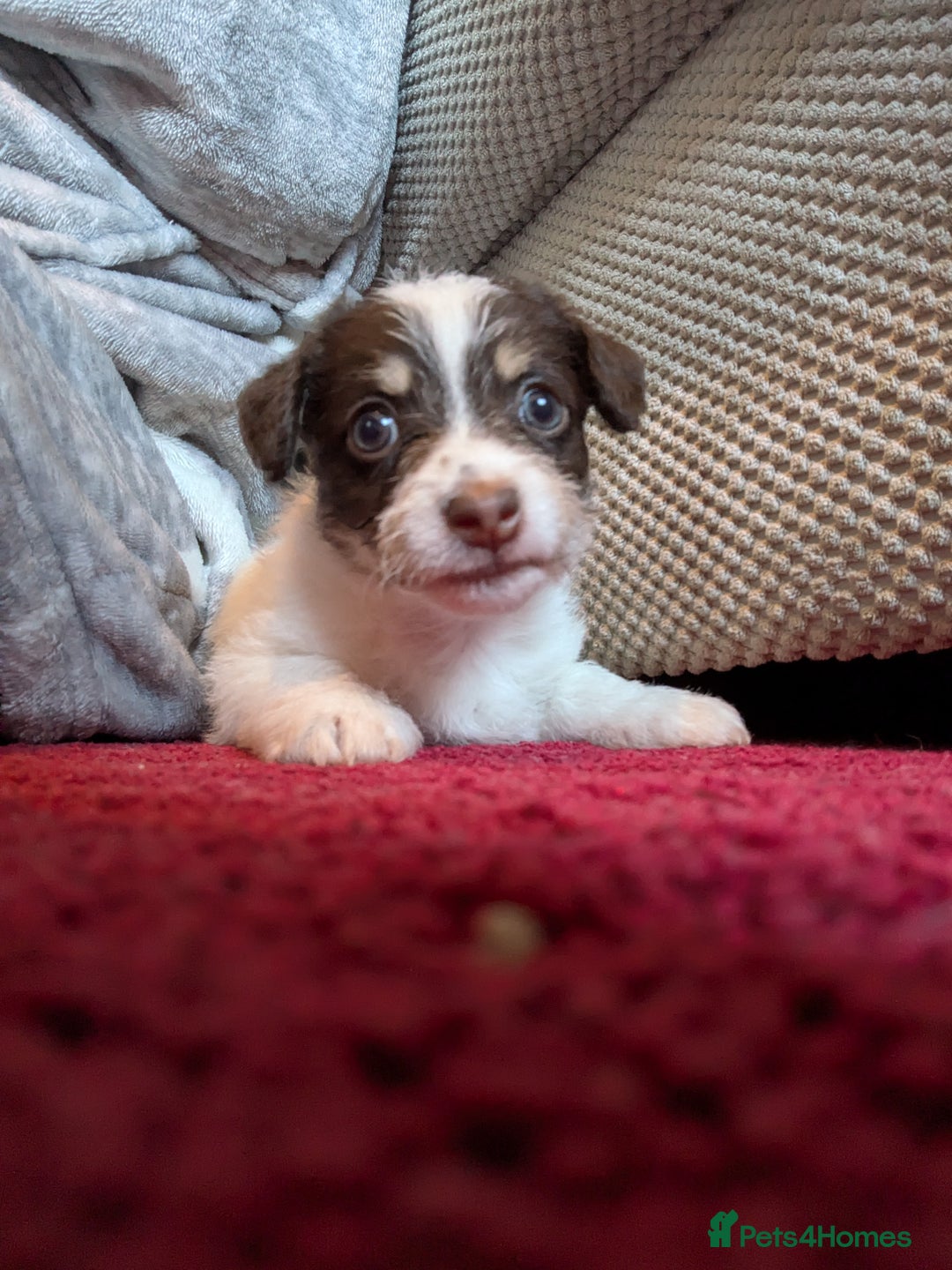 Mixed Breed dogs for sale: Pretty long soft coated Terrier Bitch - Advert 7