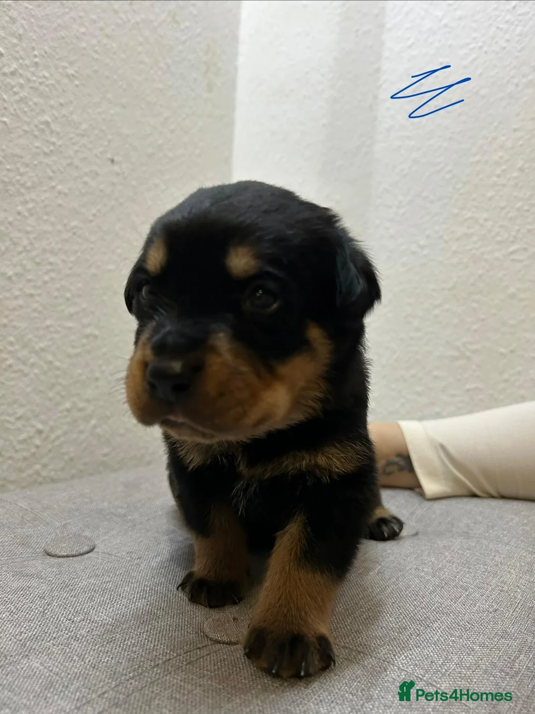 Rottweiler dogs for sale: KC Reg Rottweiler Puppies - Advert 6
