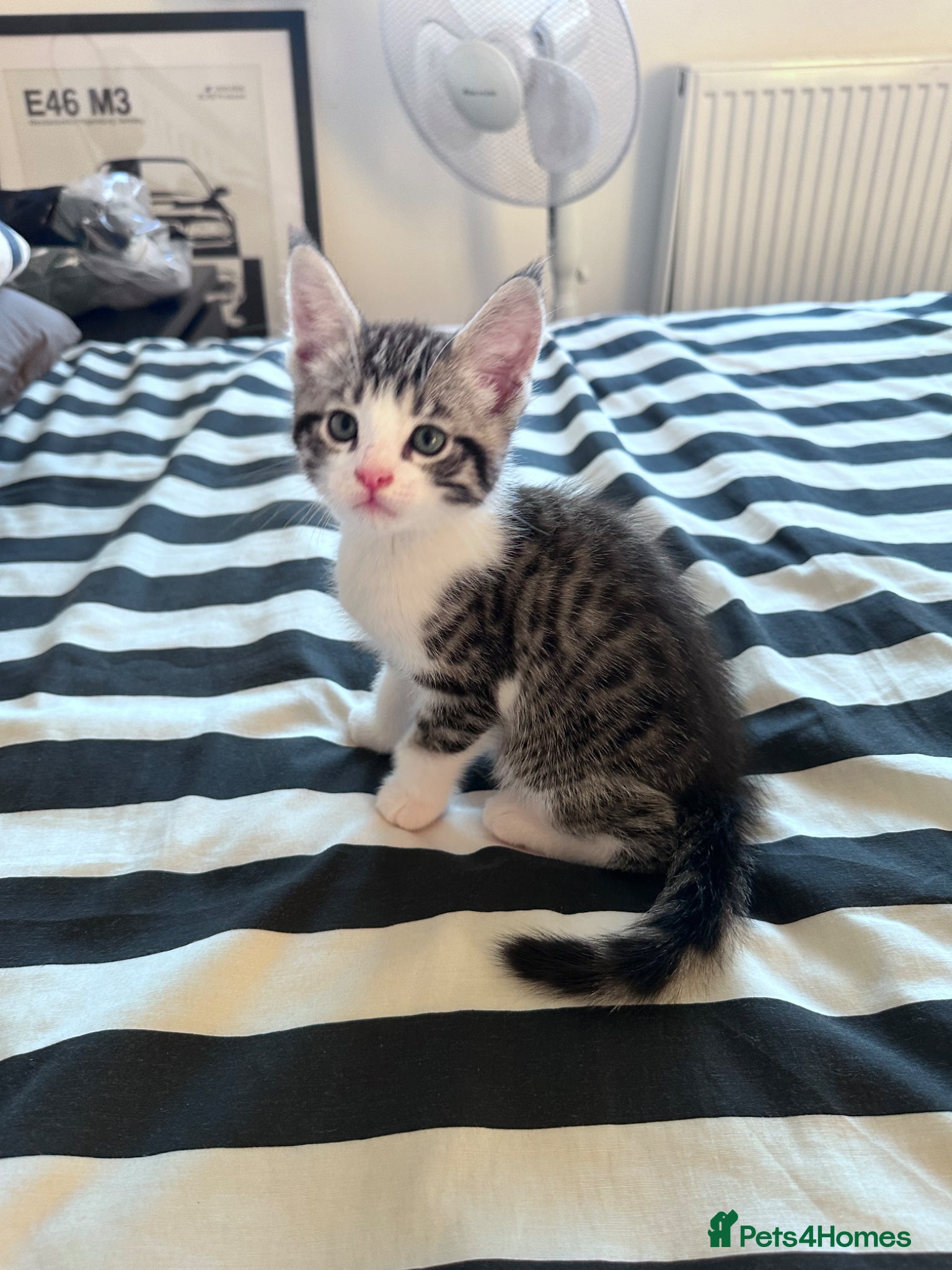 Maine Coon cats for sale: 3 beautiful Maine coon/ Mix boy kittens left  - Advert 9