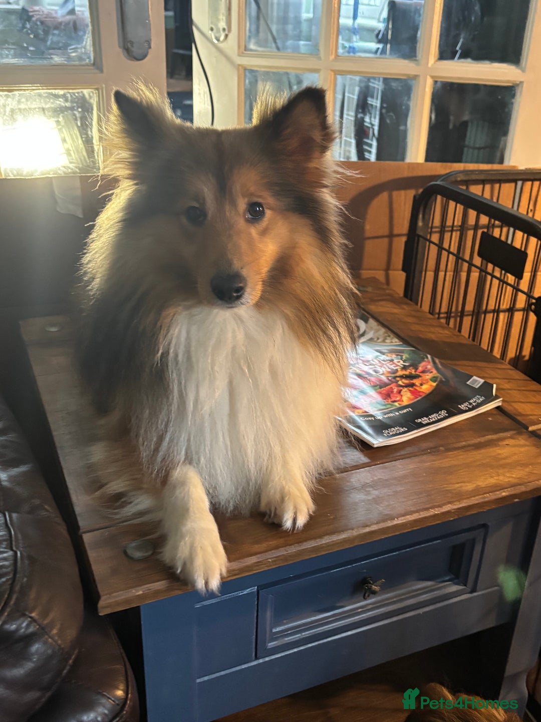 Shetland Sheepdog dogs for sale: Pretty Shetland sheepdog girl puppy  - Advert 9
