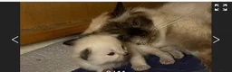 Ragdoll cats for sale: 6th Generation*Pedigree Ragdoll Kittens GCCF&TICA - Advert 7