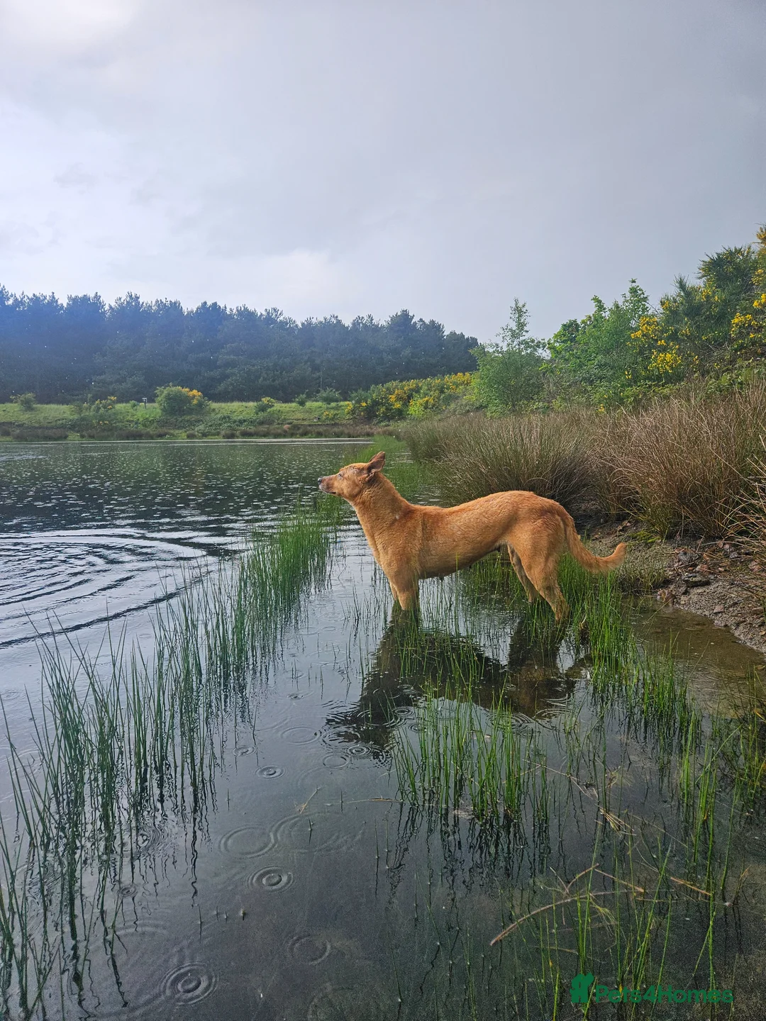 Mixed Breed dogs for sale: Stunning Kelpie lurchers  - Advert 2