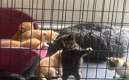 Mixed Breed cats for sale: Kittens for sale - Image 4