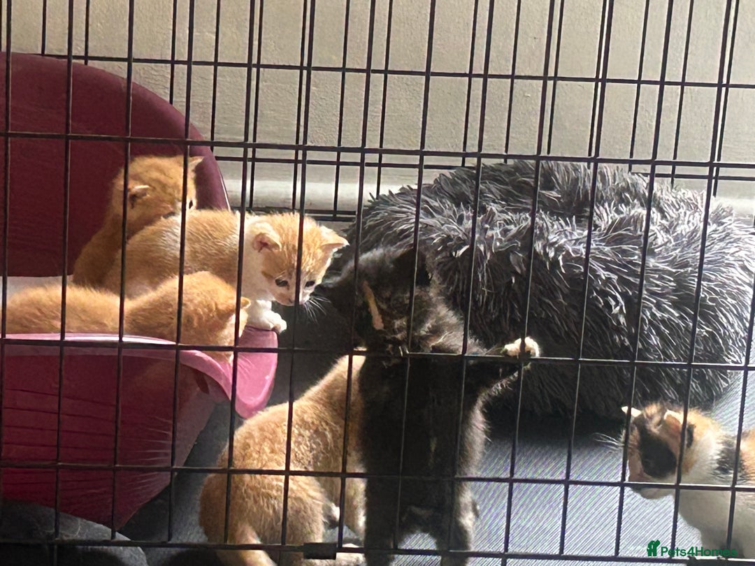 Mixed Breed cats for sale: Kittens for sale - Image 4