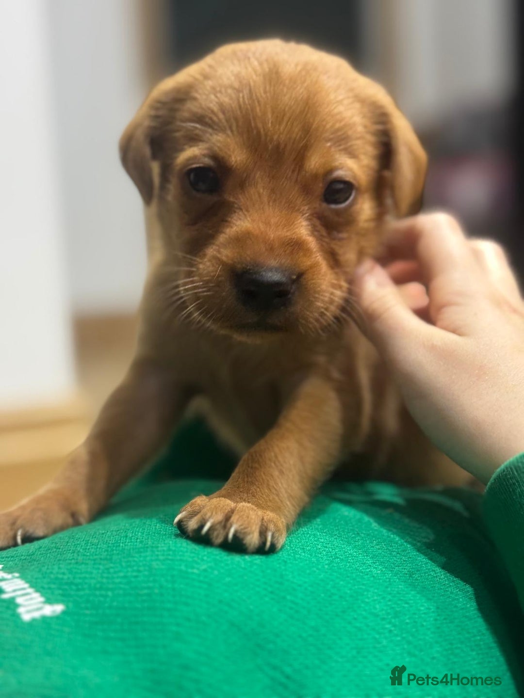 Labrador Retriever dogs for sale: Labrador Puppies  - Advert 15