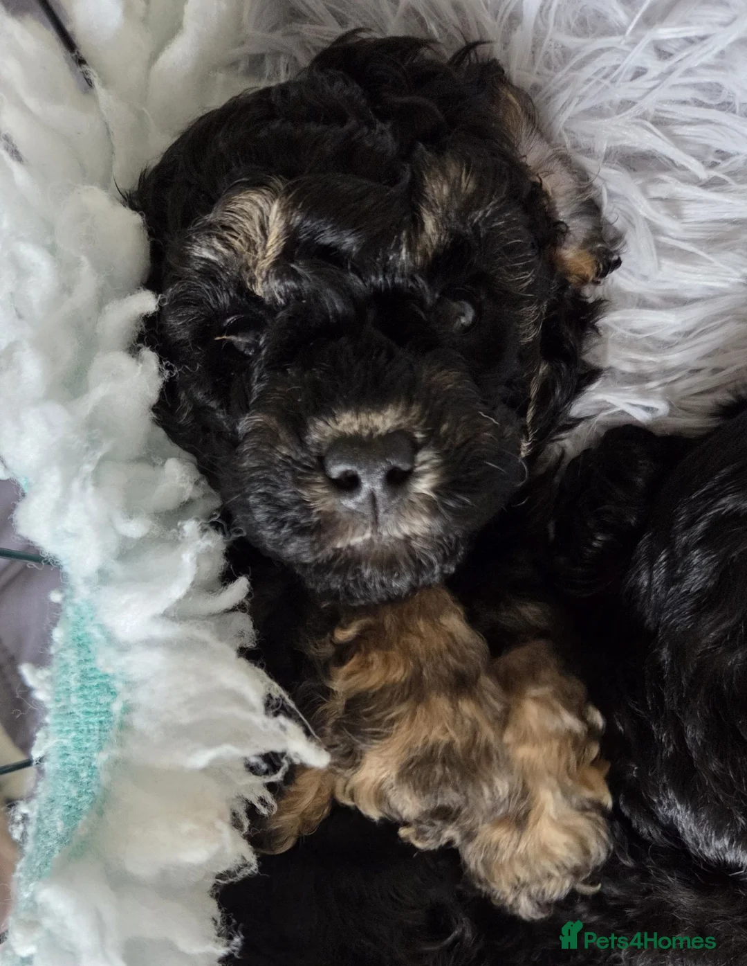 Toy Poodle dogs for sale: **KC Registered Phantom Toy Poodles ** - Advert 2