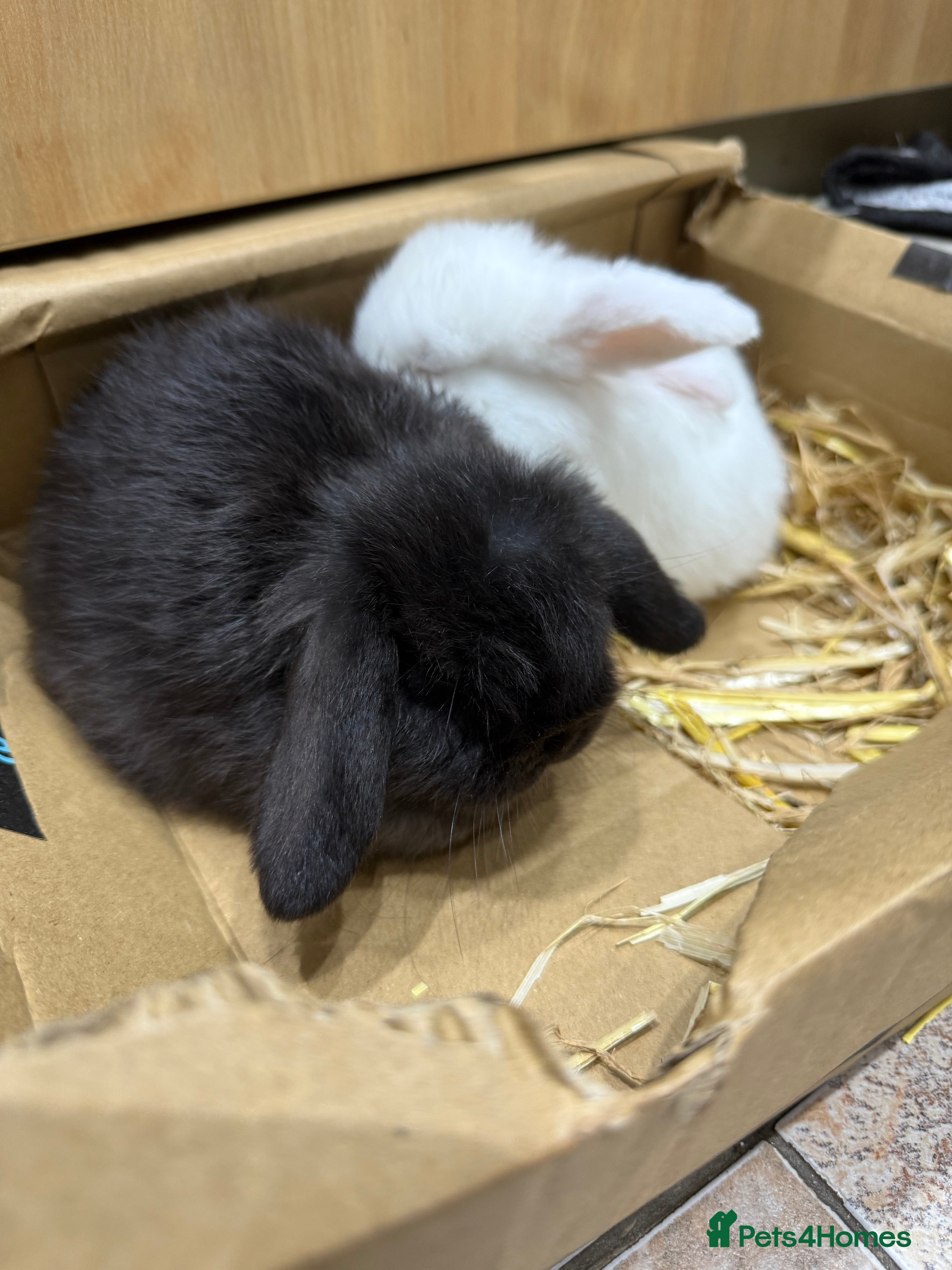 Mini Lop rabbits 2 LEFT READY TO GO - Advert 10