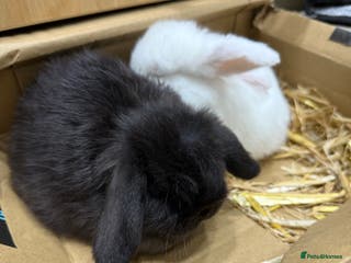 Mini Lop rabbits 2 LEFT READY TO GO - Advert 10