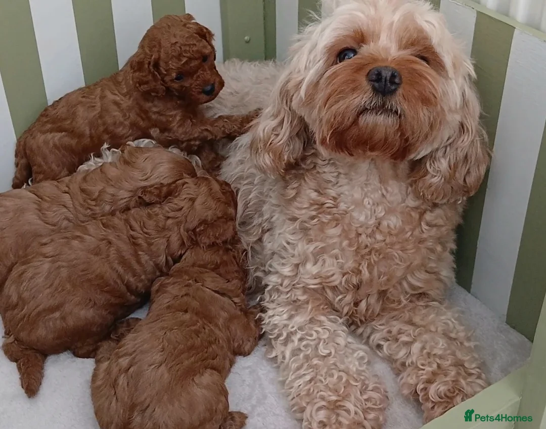 Cavapoo dogs for sale: Adorable Toy Cavapoo Girl Puppies  - Advert 9