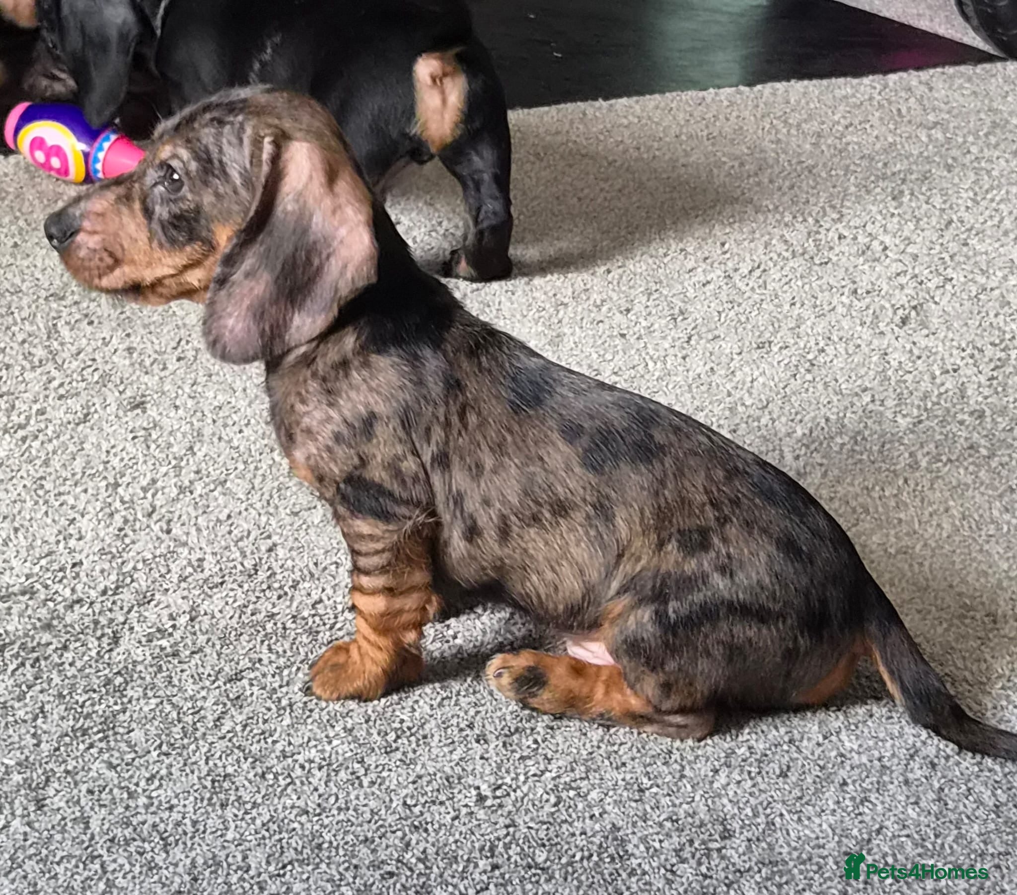 Dachshund dogs KC Wirehaired standard Dachshund puppies - Advert 2