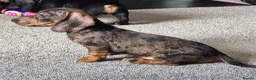 Dachshund dogs for sale: KC Wirehaired standard Dachshund puppies - Advert 2