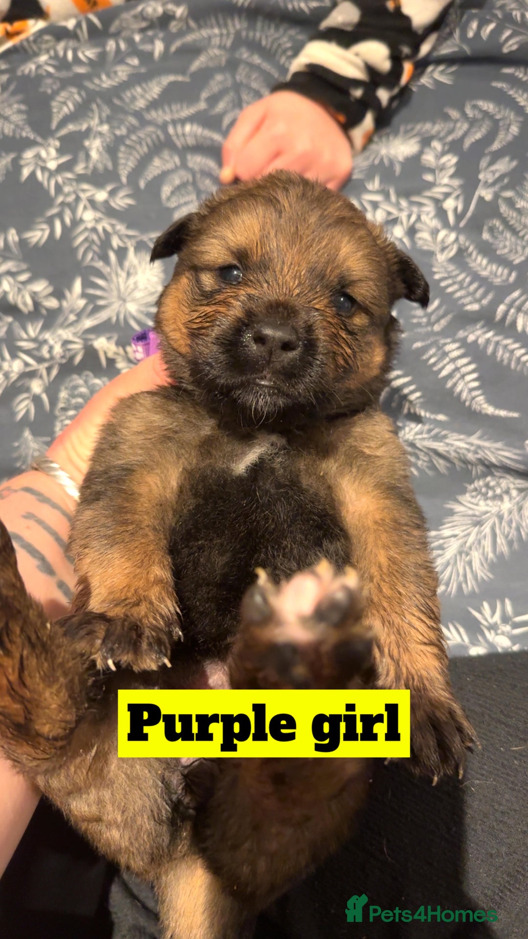 Mixed Breed dogs for sale: Rottweiler x Akita  - Image 11