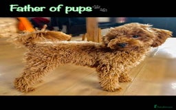 Miniature Poodle dogs for sale: 🐶 Miniature Poodle Puppies! 🐾 - Image 11