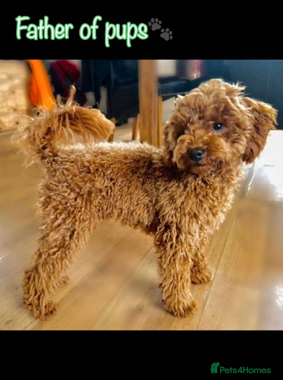 Miniature Poodle dogs for sale: 🐶 Miniature Poodle Puppies! 🐾 - Image 11