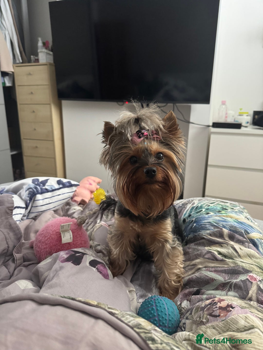 Yorkshire Terrier dogs for sale: Beautiful Yorkshire Terrier puppy boy for sale  - Image 6