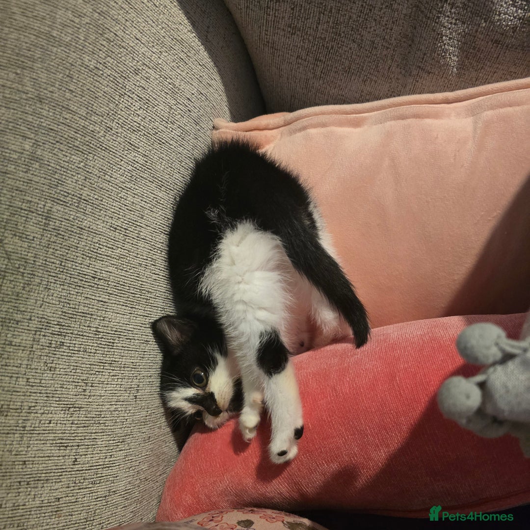 Mixed Breed cats for sale: Gorgeous little kitten (female) - Advert 2