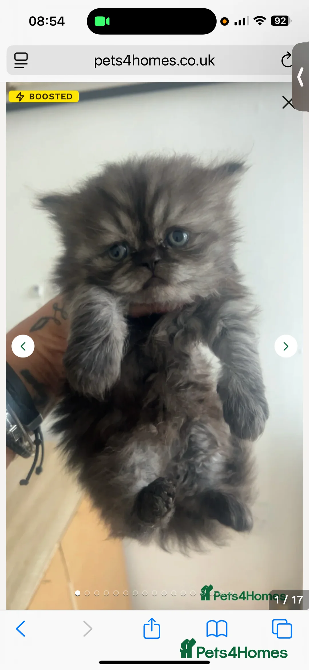 Persian cats for sale: Persian kitten  - Advert 3