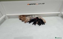 Yorkshire Terrier dogs for sale: Pedigree Yorkshire Terrier Puppies - Advert 11