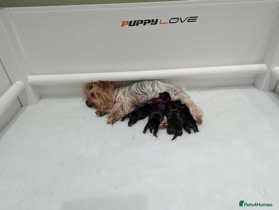 Yorkshire Terrier dogs for sale: Pedigree Yorkshire Terrier Puppies - Advert 11