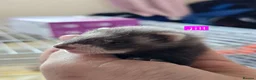 Ferret rodents for sale: Semi Angora Babies in Stourbridge - Advert 1