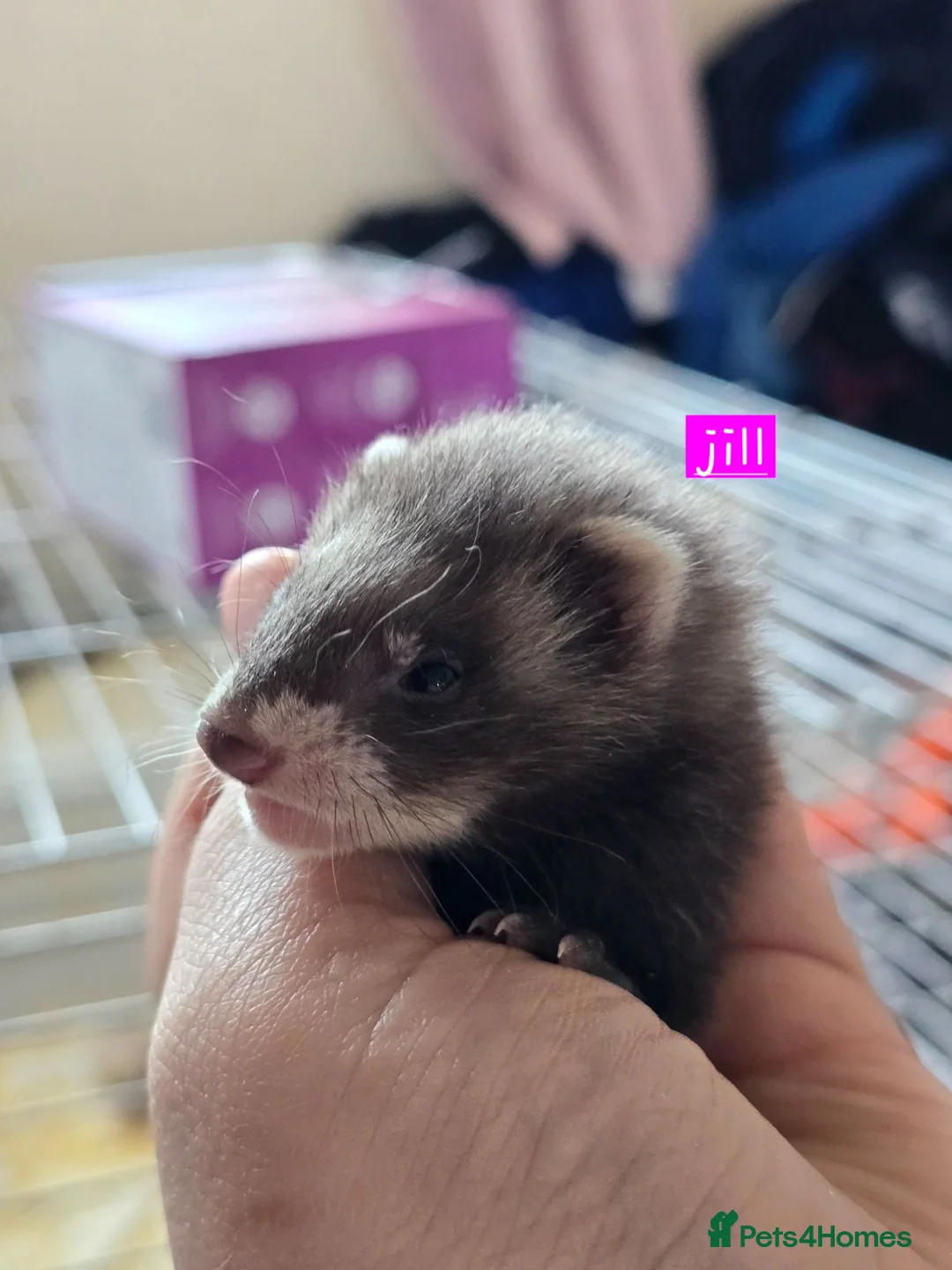 Ferret rodents for sale: Semi Angora Babies in Stourbridge - Advert 1