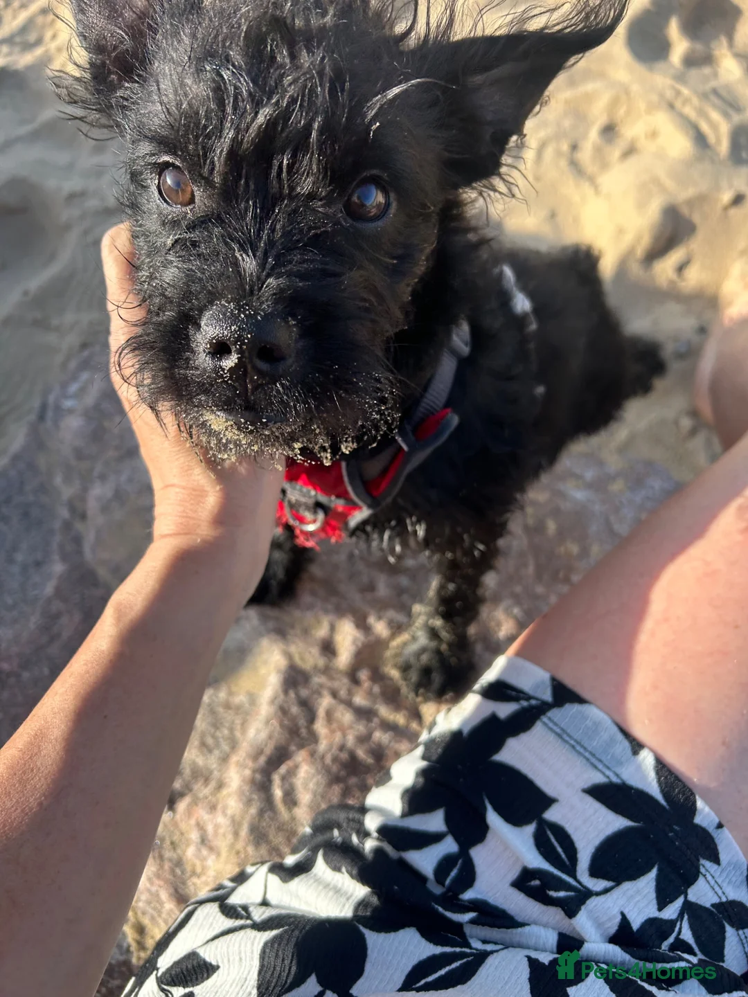Mixed Breed dogs for sale: Beautiful little boy for sale - Froodle - Advert 2