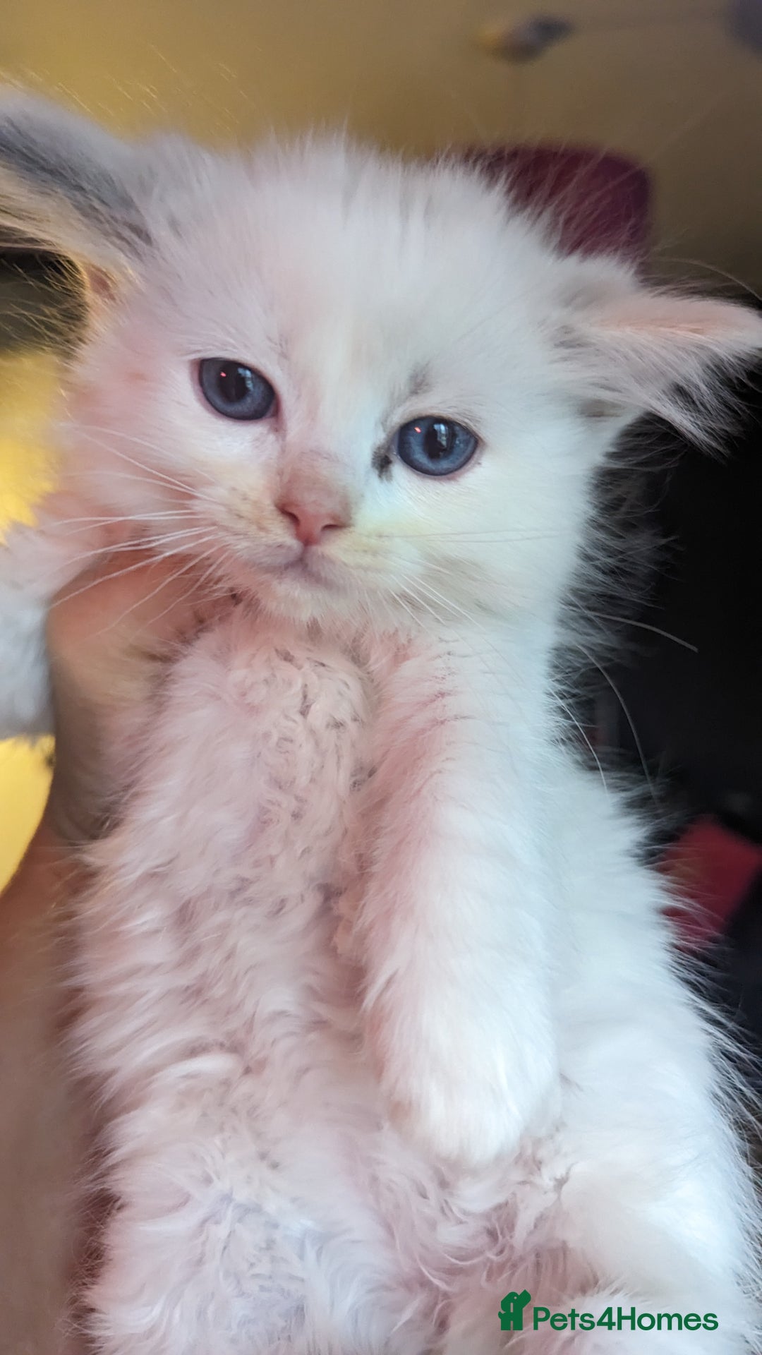Ragdoll cats for sale: Beautiful ragdolls looking for their new families - Advert 9