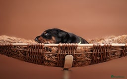 Dobermann dogs for sale: Doberman puppies  - Image 3