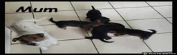 Jackapoo dogs for sale: Delightful Jackapoos - Advert 1