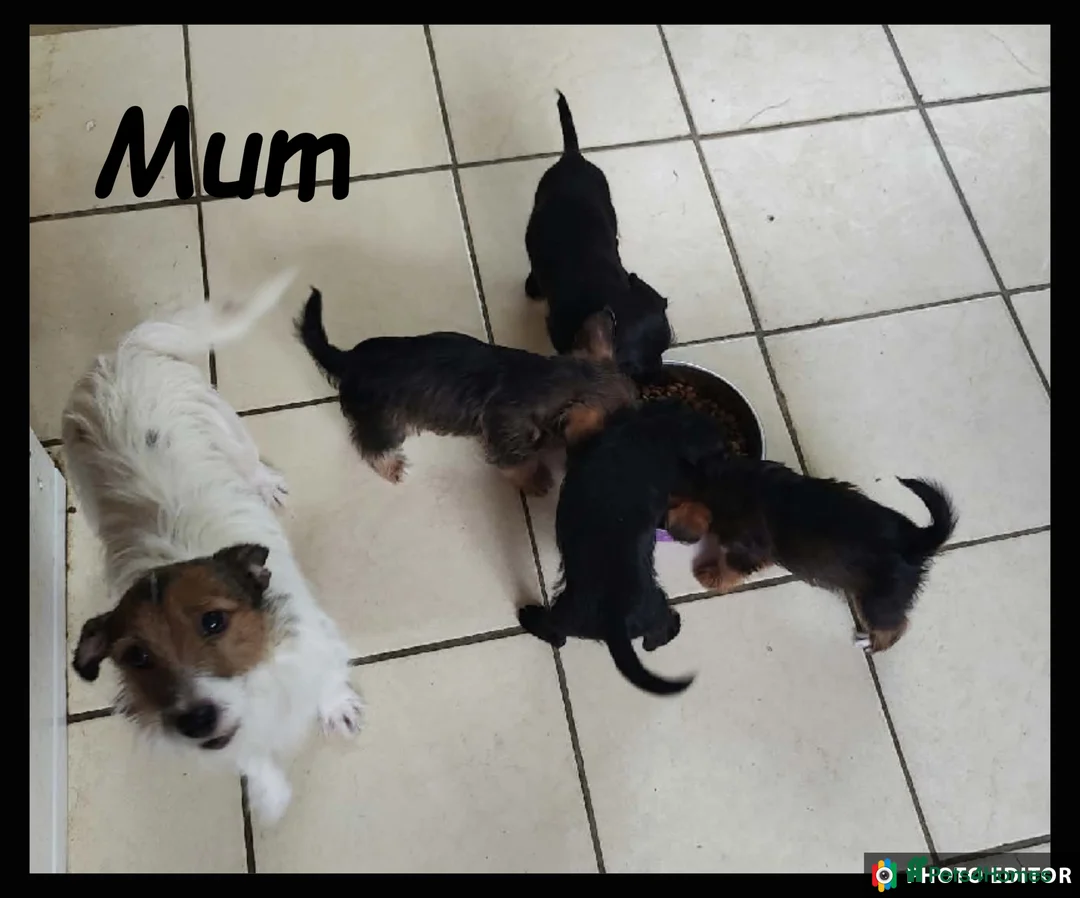 Jackapoo dogs for sale: Delightful Jackapoos - Advert 1