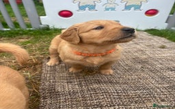 Golden Retriever dogs for sale: KC Registered Golden Retriever Puppies  - Image 19