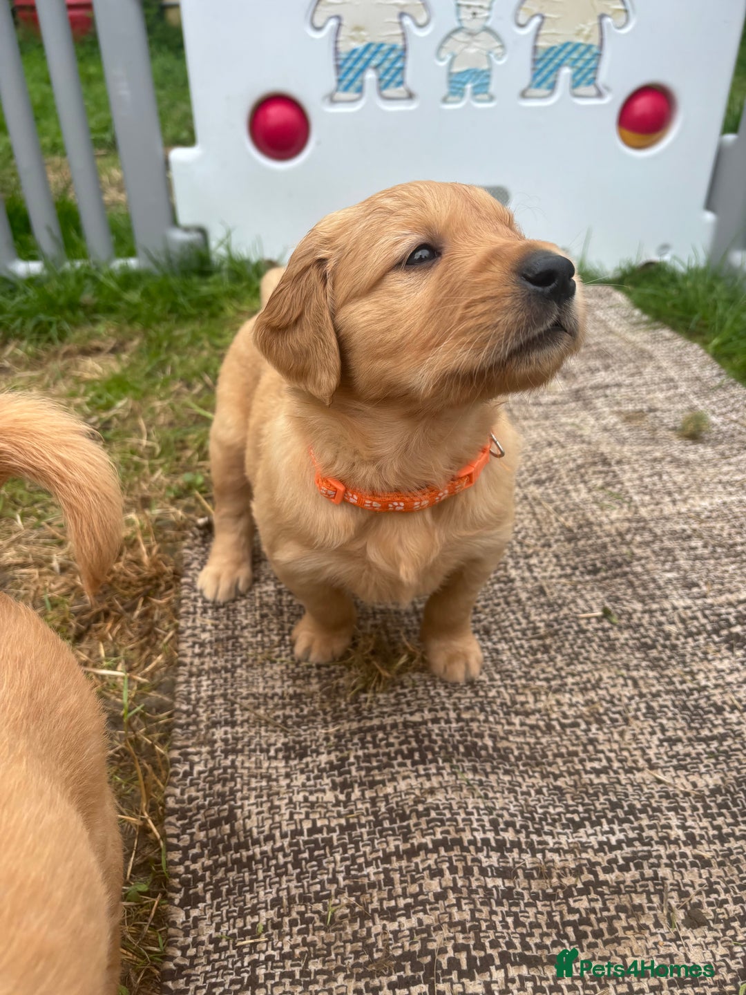 Golden Retriever dogs for sale: KC Registered Golden Retriever Puppies  - Image 19