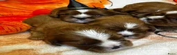 Cavalier King Charles Spaniel dogs for sale: 7 KC registered boy cavalier king Charles  - Advert 14
